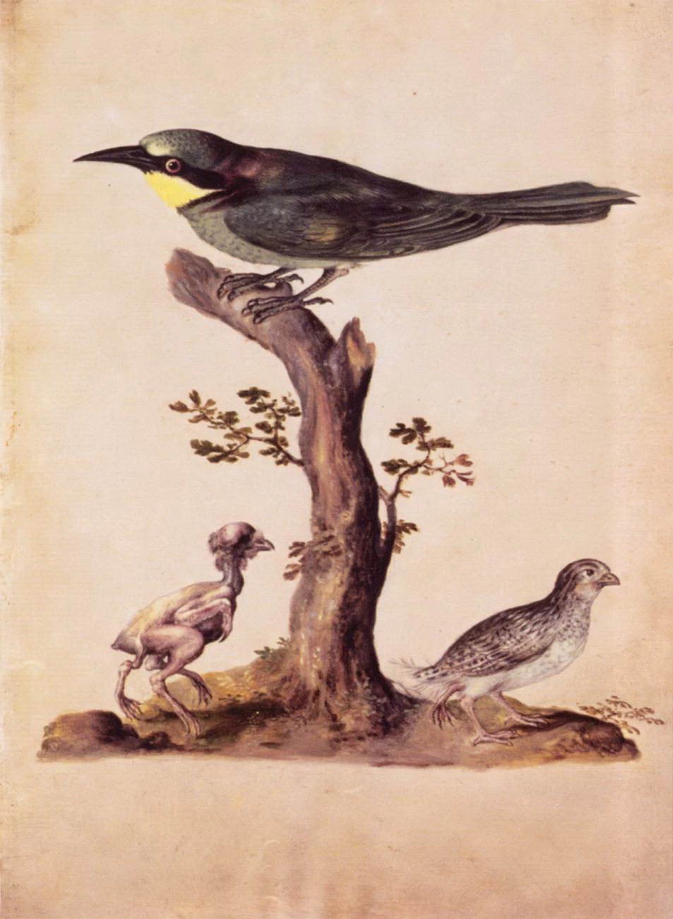 Un uccello 3 - Österreichische Nationalbibliothek, Vienna